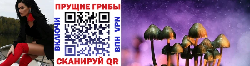 дарнет шоп  Тулун  ОМГ ОМГ зеркало  Галлюциногенные грибы Psilocybine cubensis 